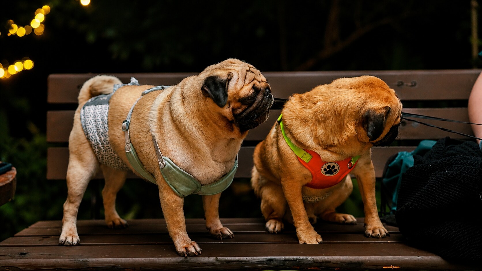 Two pugs in harnesses sitting on a bench under warm lights