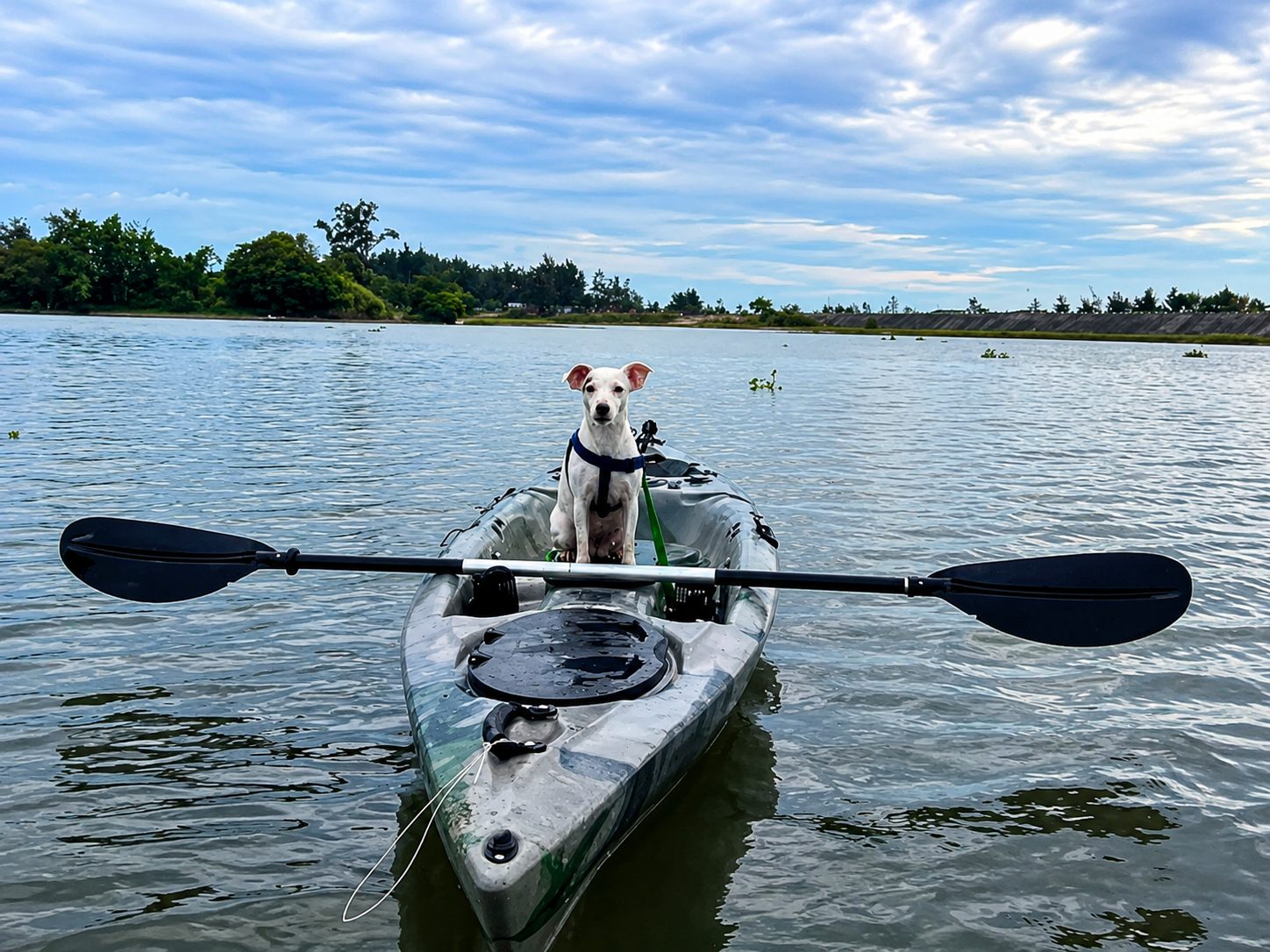 A dog standing proudly at the bow of a kayak